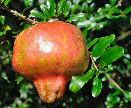 Makedonia Red Pomegranate