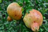 Surh-anor Pomegranate