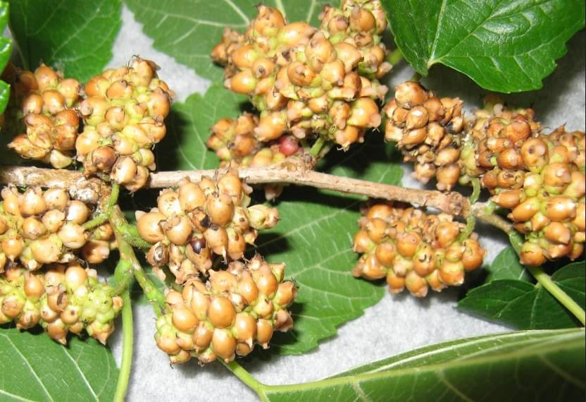 Illinois Everbearing Mulberry