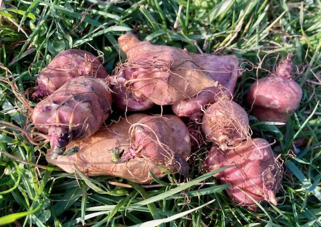 Jerusalem Artichoke aka Red Sunchoke