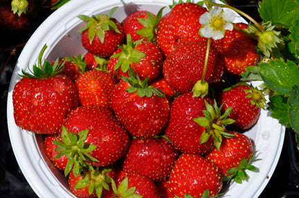 sparkle strawberry seeds Sparkle Strawberry — Edible Landscaping