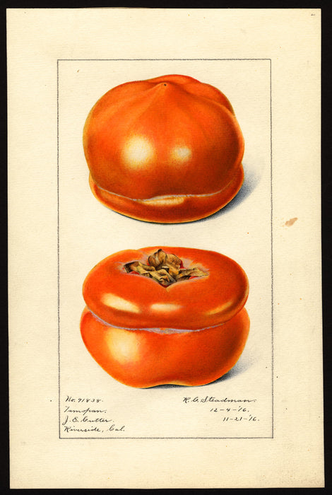 Tamopan Persimmon