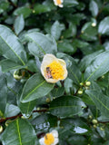 Tea Camellia