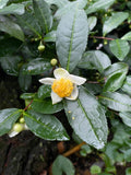 Tea Camellia