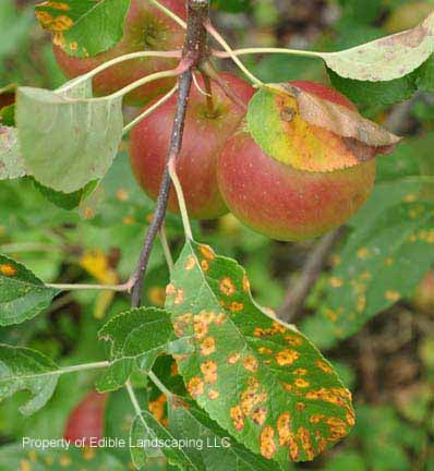 Dolgo Crabapple