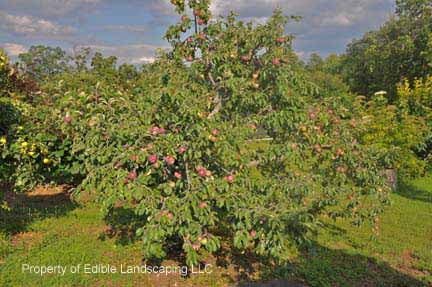 William's Pride Apple