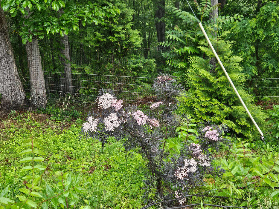 Black Lace Elderberry