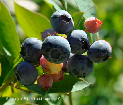 Northland Blueberry