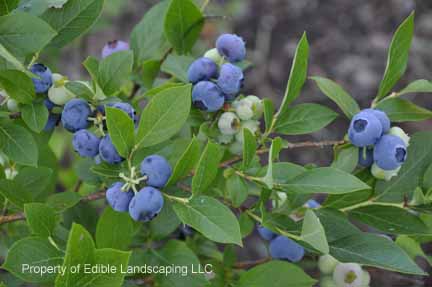 Reka Blueberry PP#06700