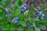 Reka Blueberry PP#06700