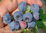 Reka Blueberry PP#06700