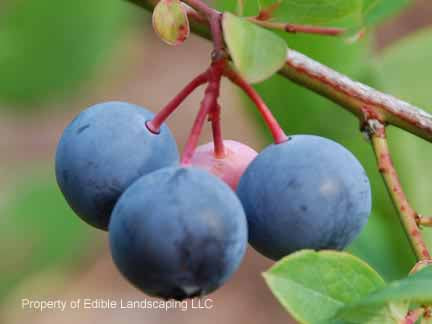 Yadkin Blueberry