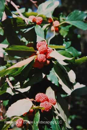 Chee Tree Seedless Che — Edible Landscaping