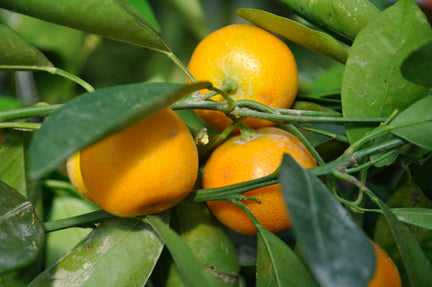 calamondin orange tree edible Calamondin Orange — Edible Landscaping