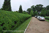 Flying Dragon Trifoliate Orange