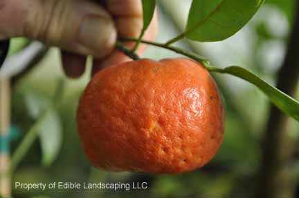 Changsha Tangerine