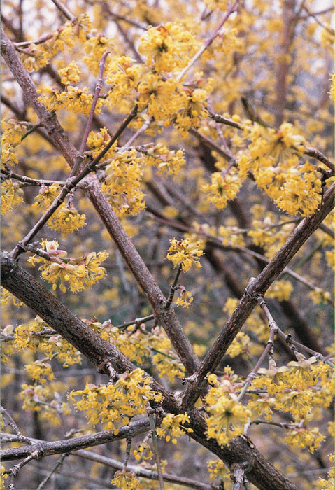 Cornelian Cherry Dogwood