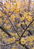 Cornelian Cherry Dogwood