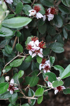 pineapple guava plant Feijoa aka Pineapple Guava