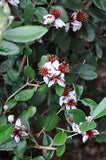 Feijoa aka Pineapple Guava