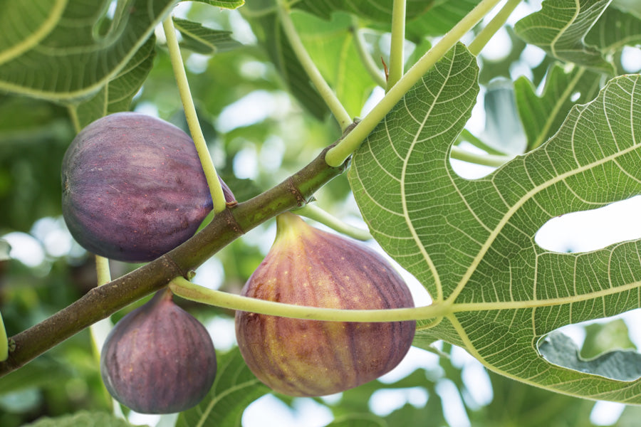Brunswick Fig — Edible Landscaping