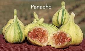 Panache Fig — Edible Landscaping