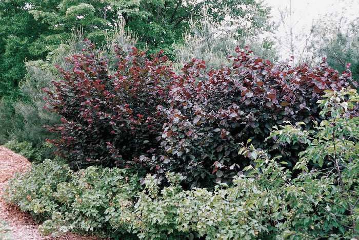 American Purple Leaf Filbert – Edible Landscaping