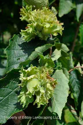 Filbert – Edible Landscaping