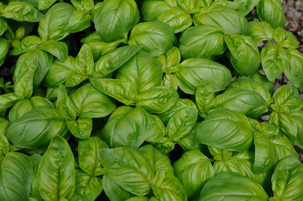 Genovese Basil