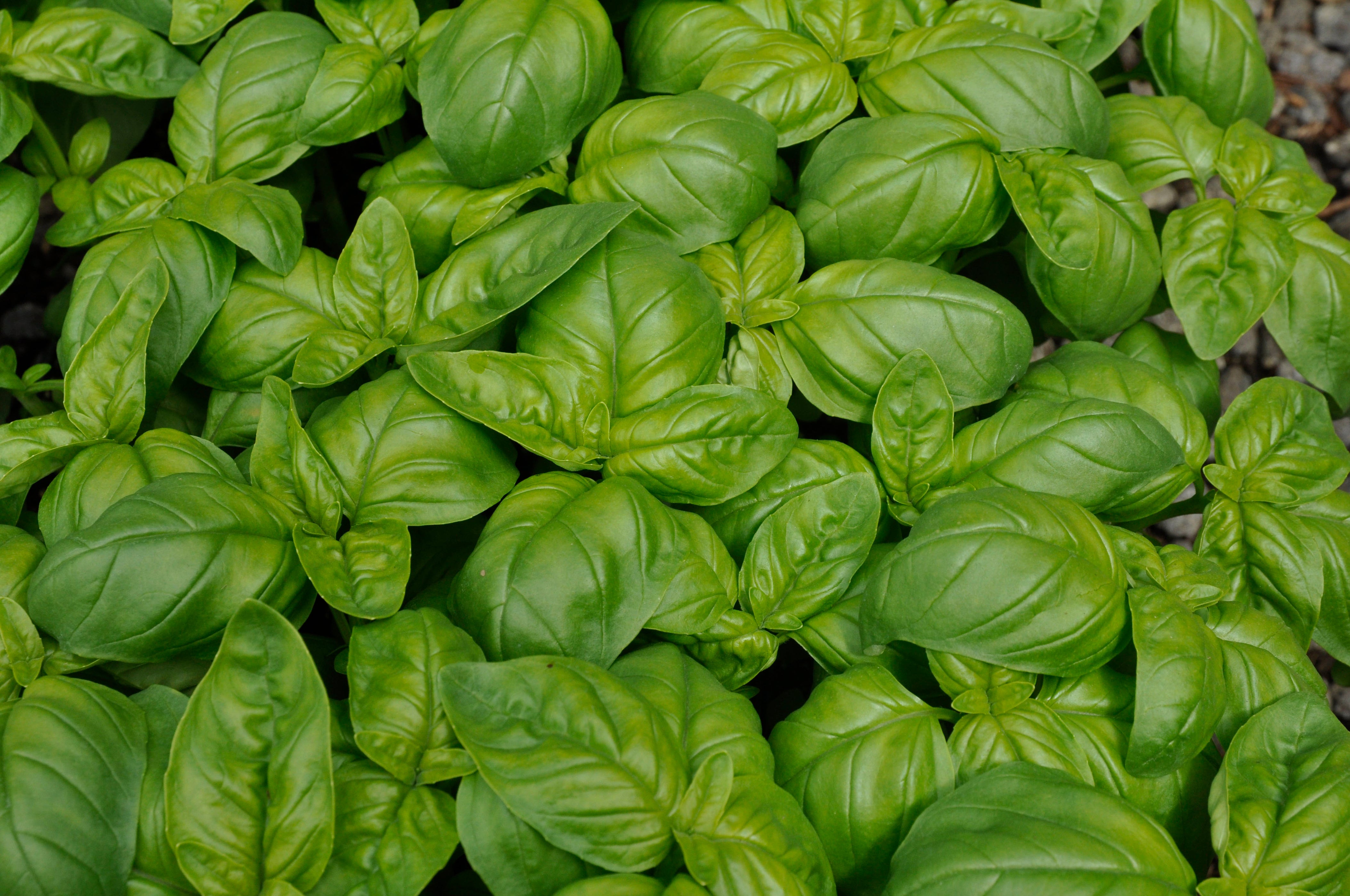Genovese Basil — Edible Landscaping