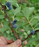 Blue Moon Honeysuckle