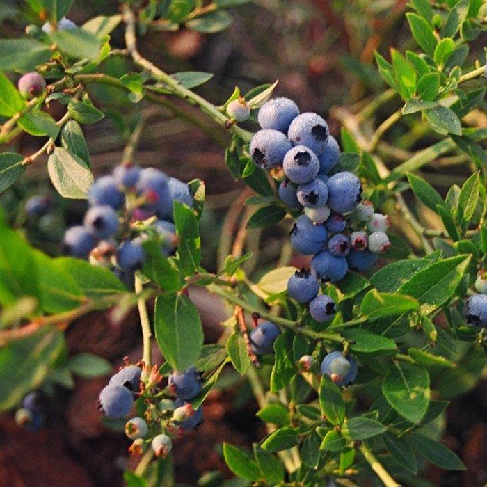 Indigocrisp Blueberry