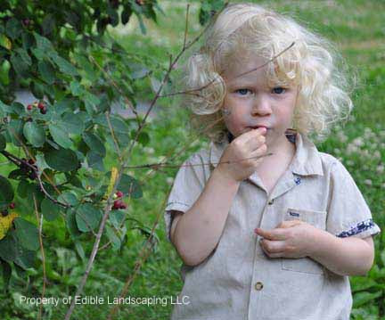 Success Juneberry