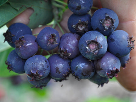 Angler Juneberry Ridge Juneberry – Edible Landscaping