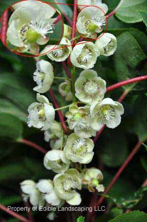 Cordifolia Female Kiwi