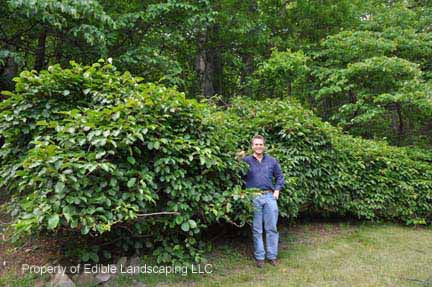 kiwi plant trellis Fuzzy Male Kiwi — Edible Landscaping