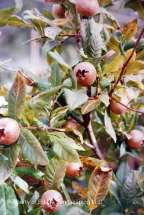 Breda Giant Medlar — Edible Landscaping