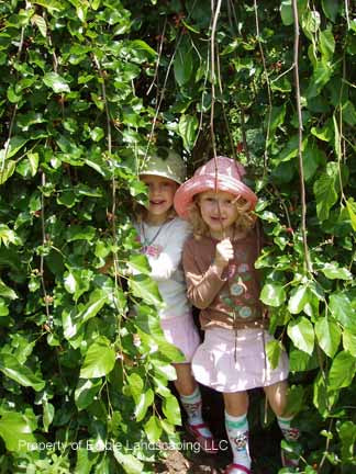 Weeping Mulberry