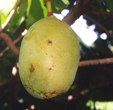 Susquehanna Pawpaw®