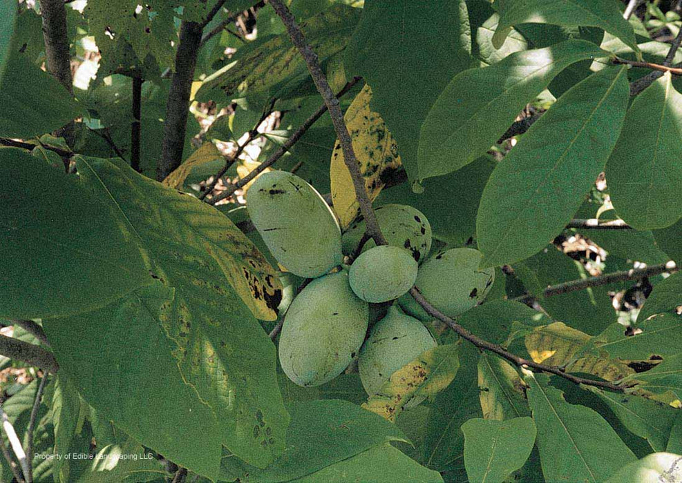 Native Pawpaw