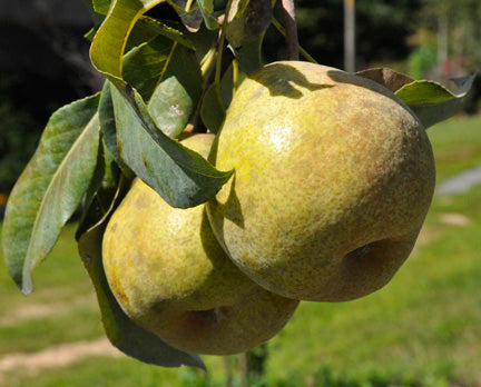 Harrow Delight Pear