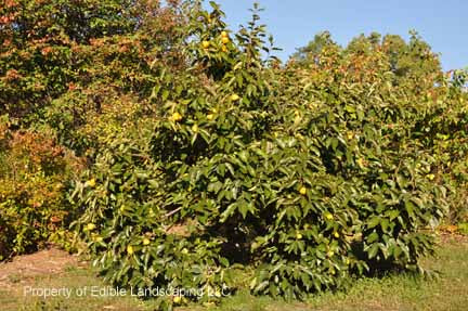 Ichi Ki Kei Jiro Persimmon