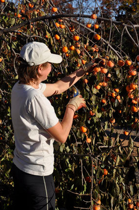 Rosseyanka Persimmon