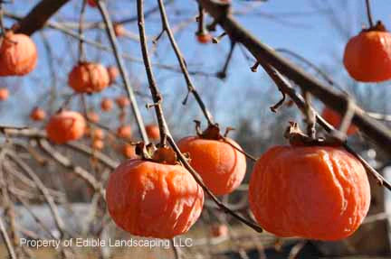 Rosseyanka Persimmon