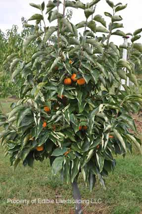 Great Wall Persimmon 