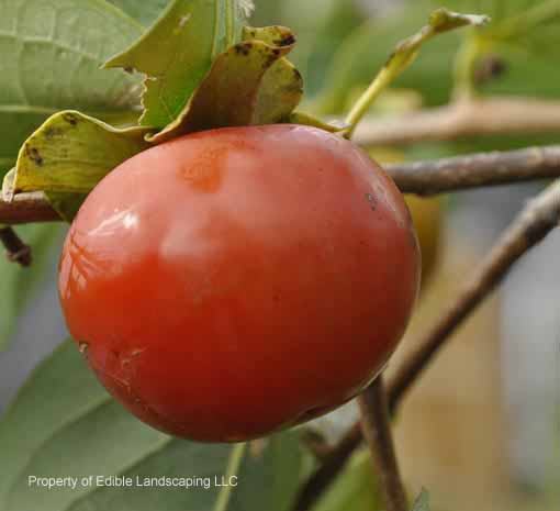 Izu Persimmon