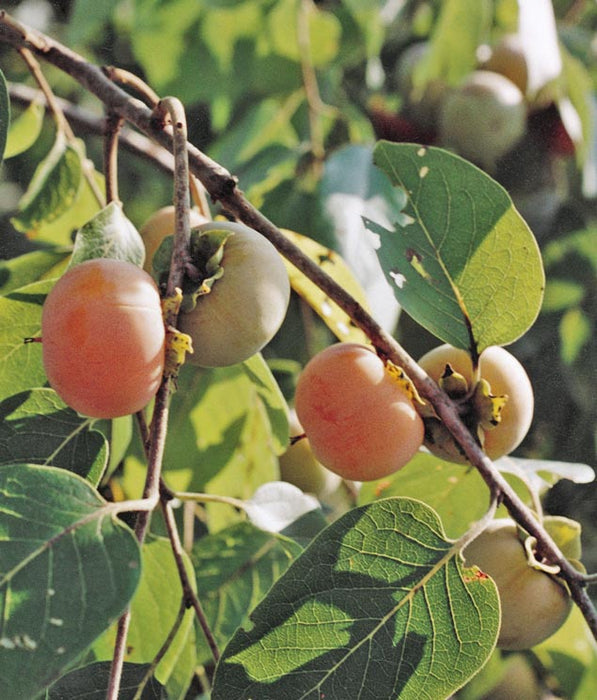 Ruby Persimmon