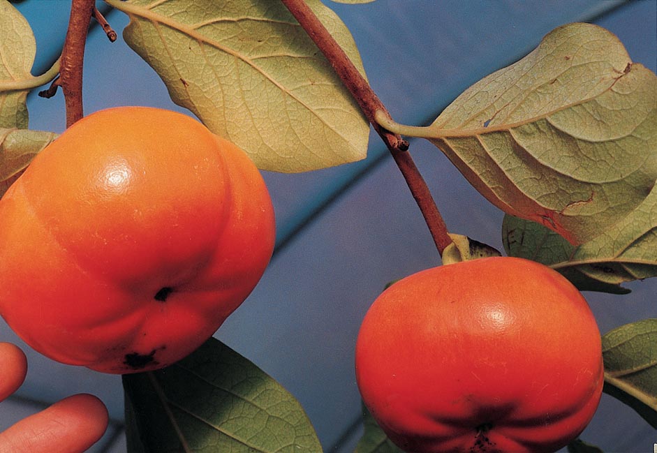 TamKam Persimmon aka Tam Kam persimmon