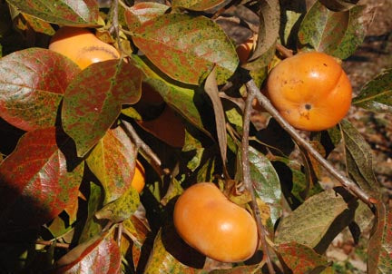 Asian Non-Astringent Persimmons