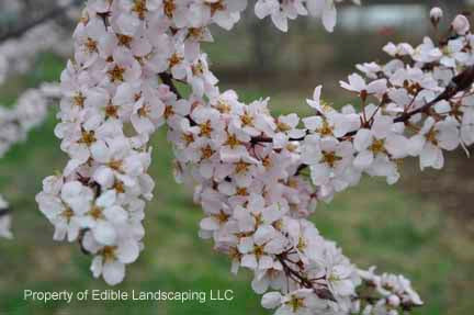 Hollywood Purple Leaf Plum